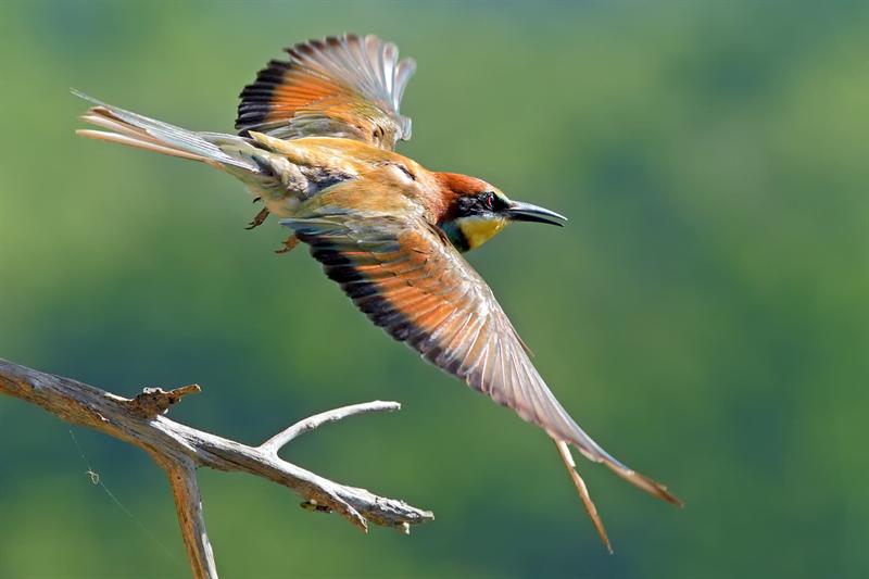 Bee Eater starting to fly