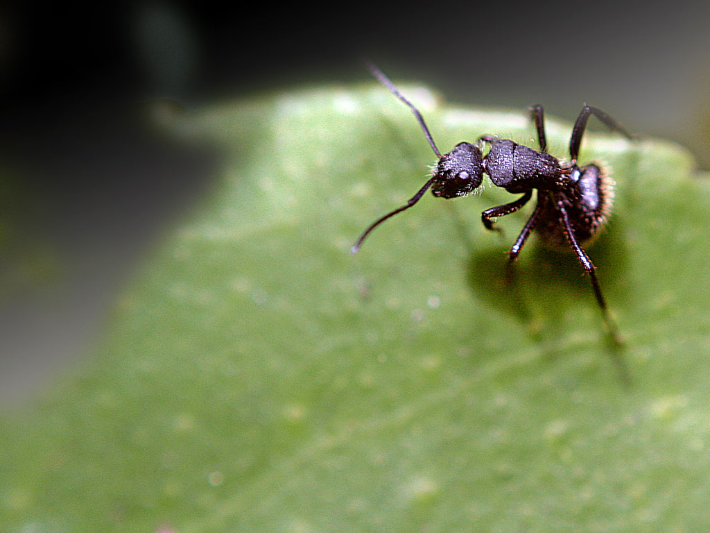 Ants