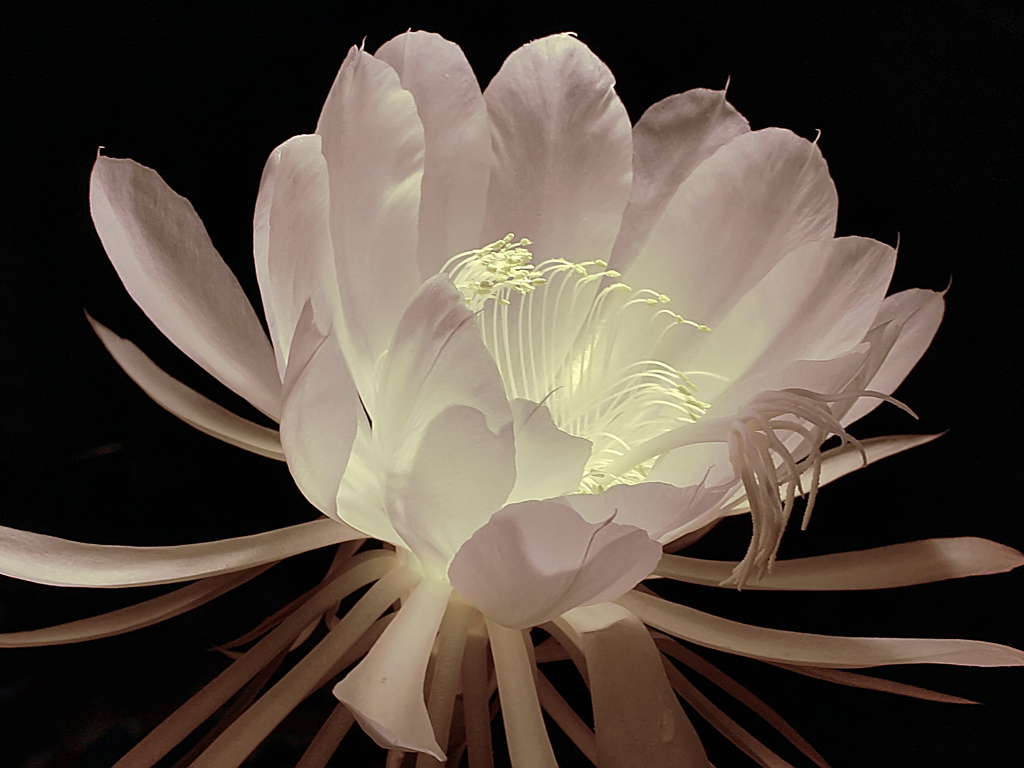 Epiphyllum Oxipetalum