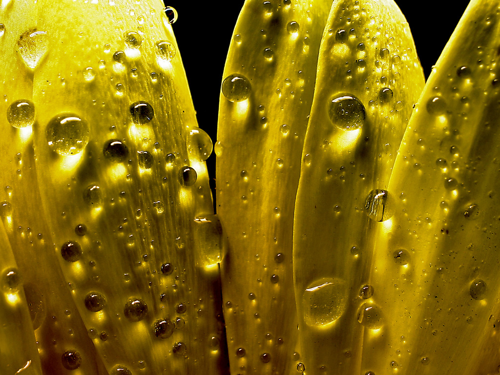 Petals