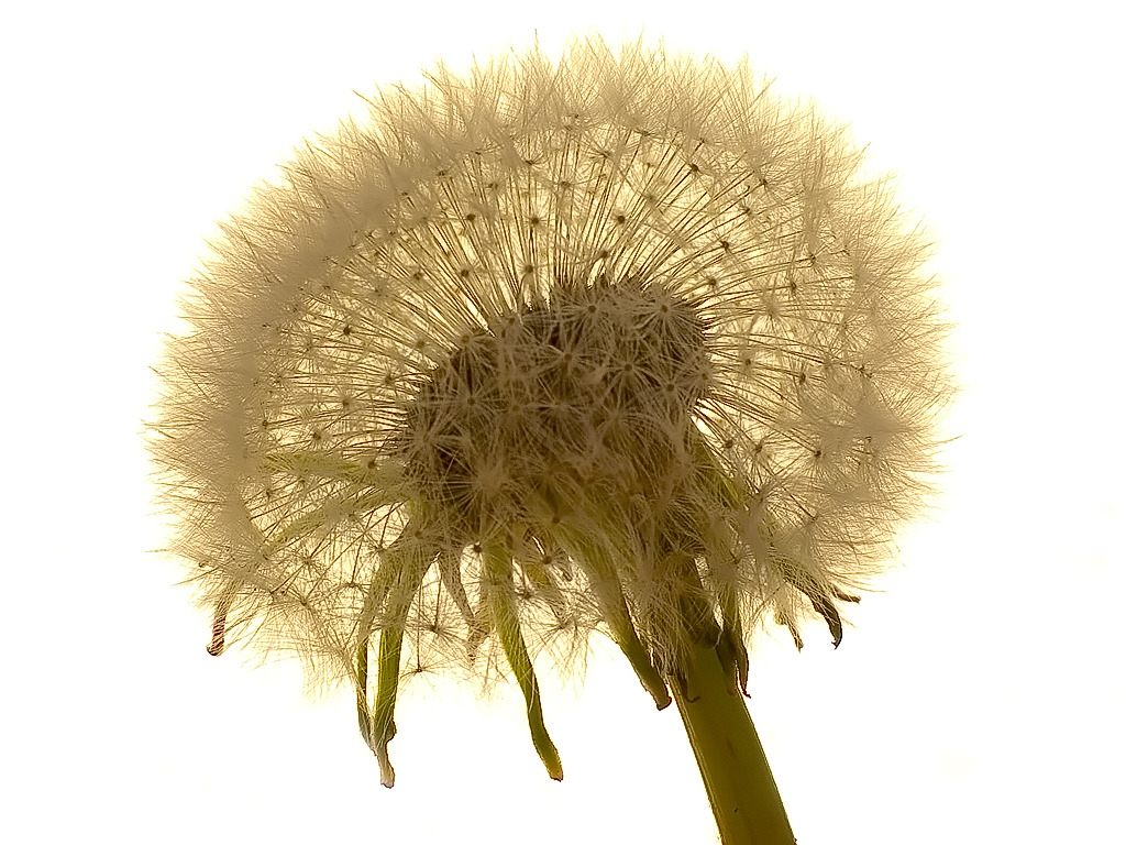 Dandelion