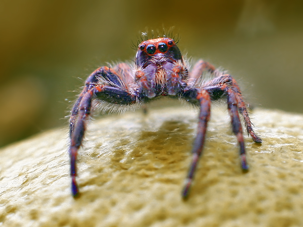Spider