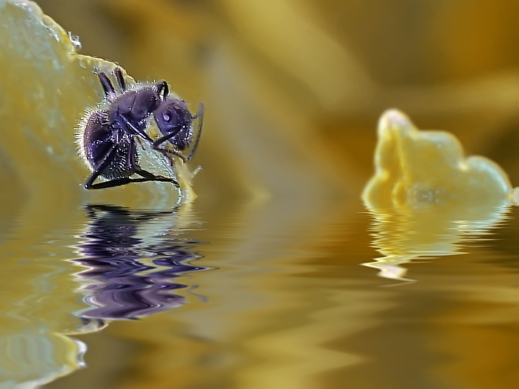 Reflections