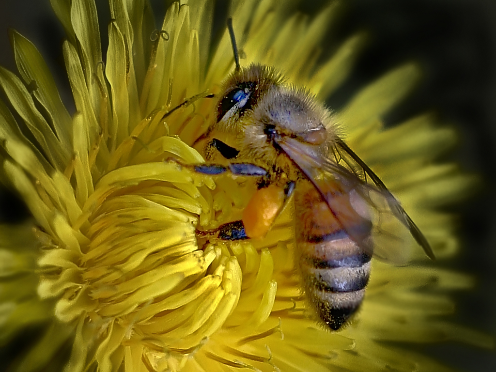 Nectar of Spring