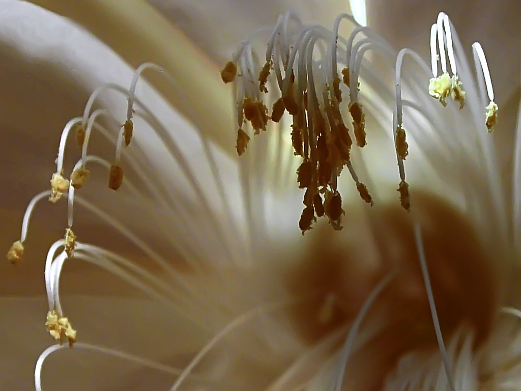 Cereus Pistils