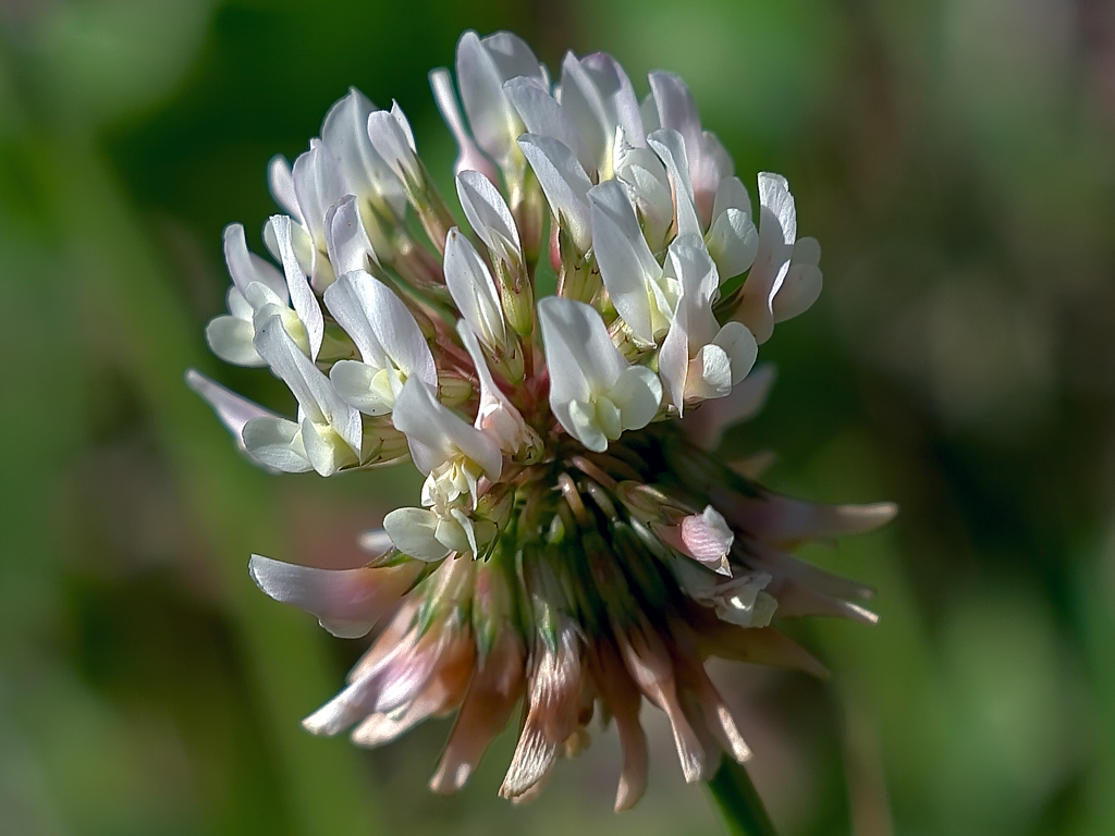 White Clover