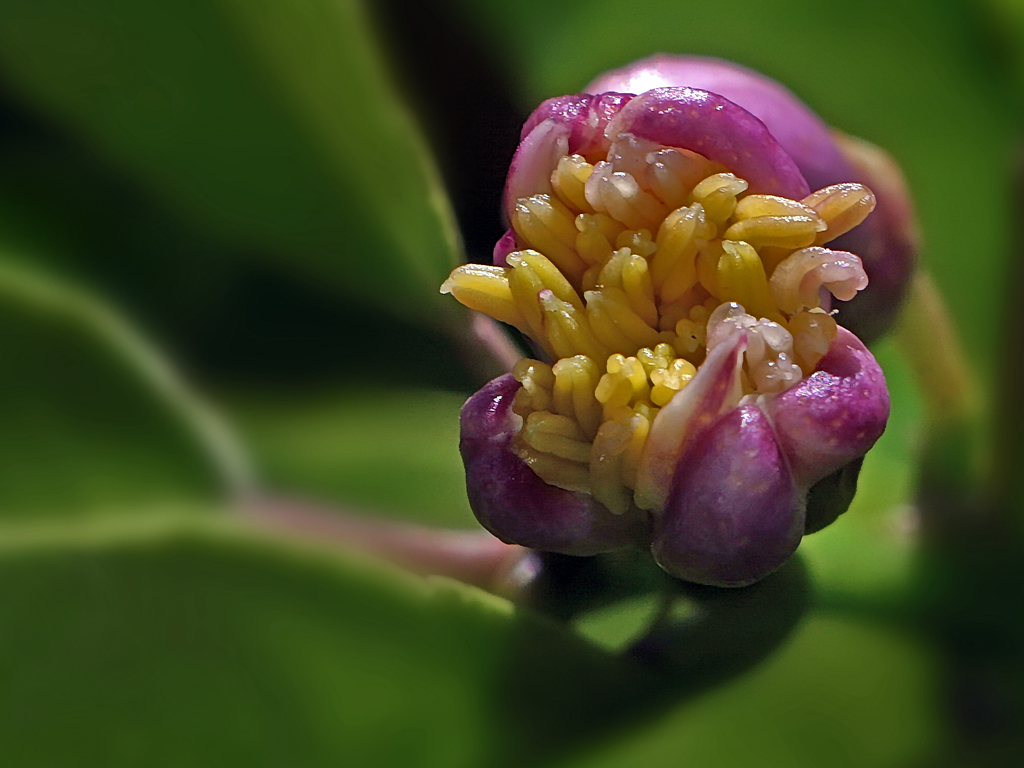 Lemon blossom
