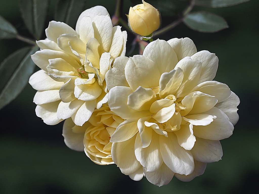 Banks Rose