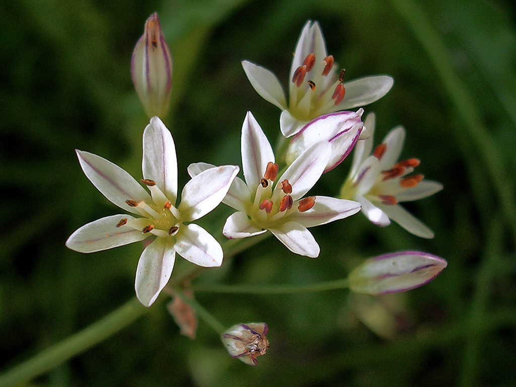 Little Wonders