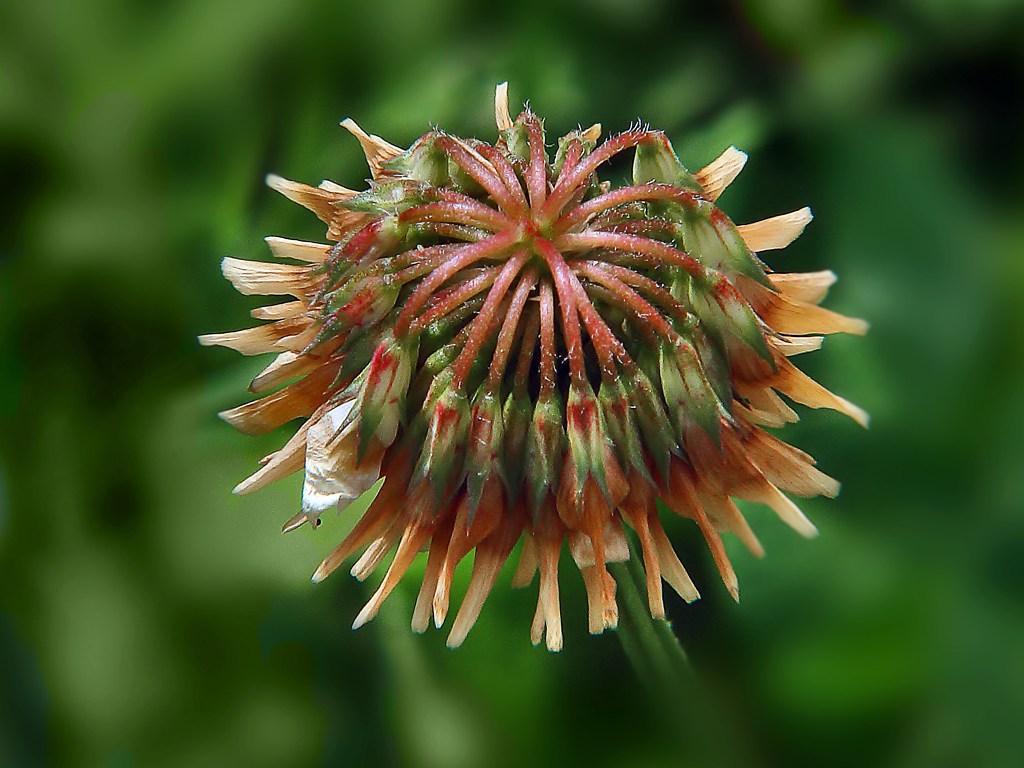 Withered Clover