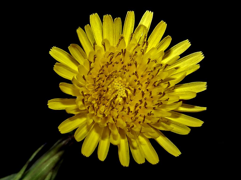 Dandelion Flower