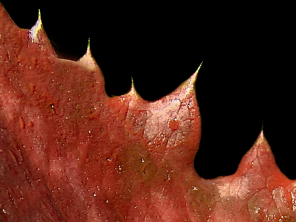 Red Leaf