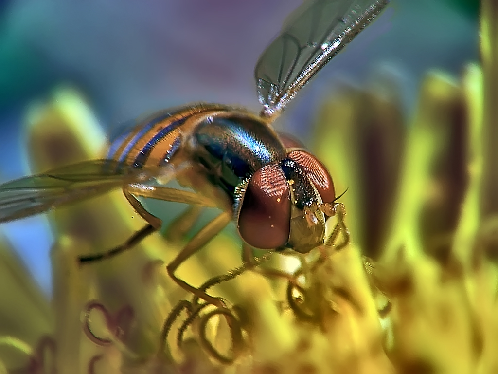 DSC-H2 Macro Test
