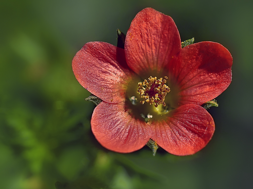 Simply Red