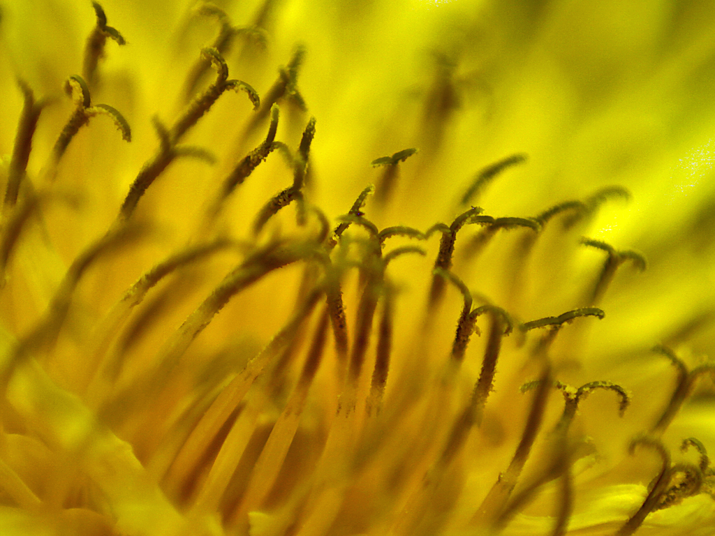 Field of Gold