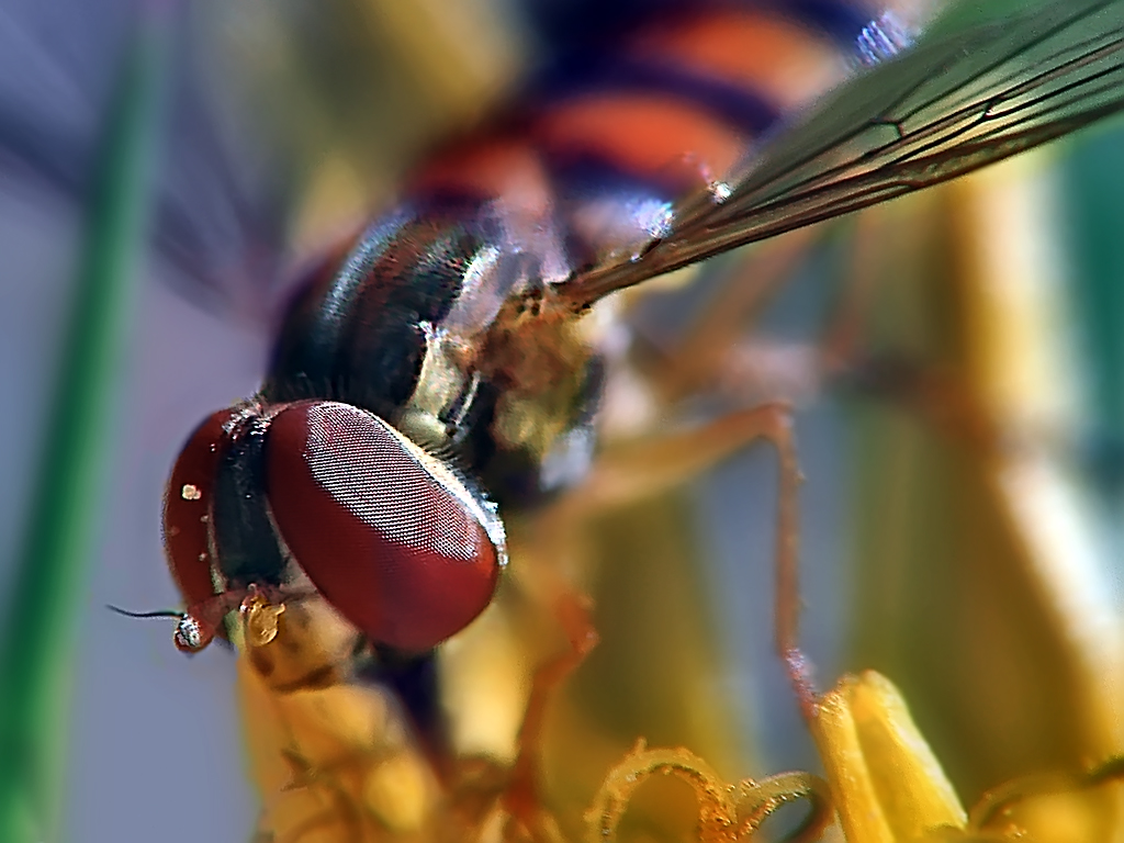 Digicam Macro Test II
