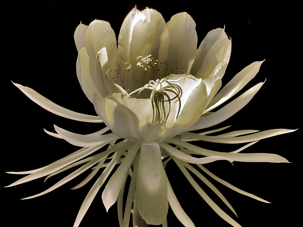 One Night Flower