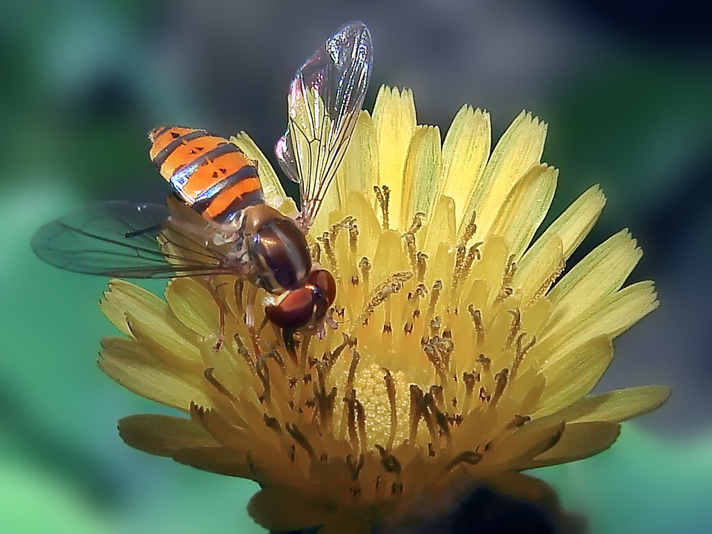Seeking Nectar