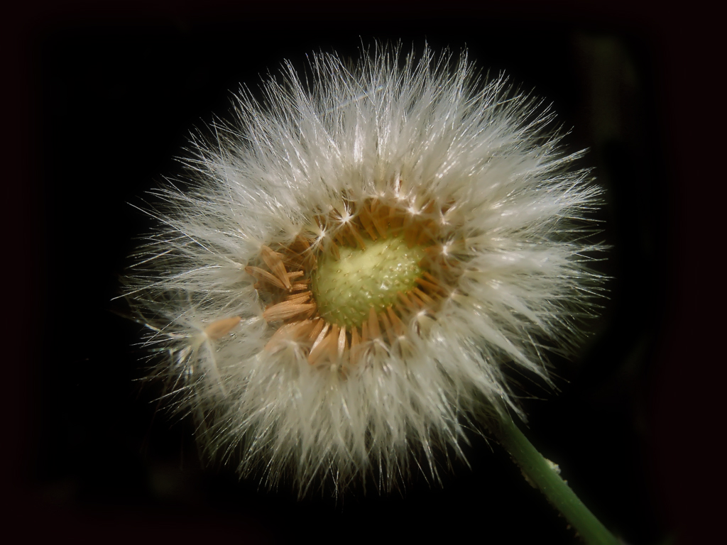 Dandelion Nucleus