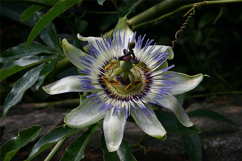 Passion Flower