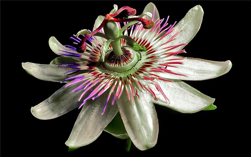 Passion Flower