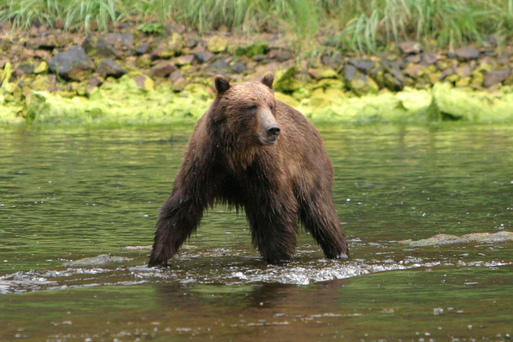 Bear fishing