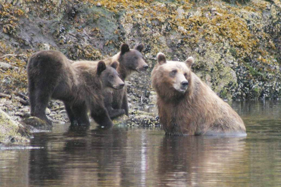 Mom and Cubs