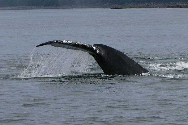 Whale Tail