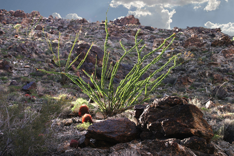 Electric Ocotillo