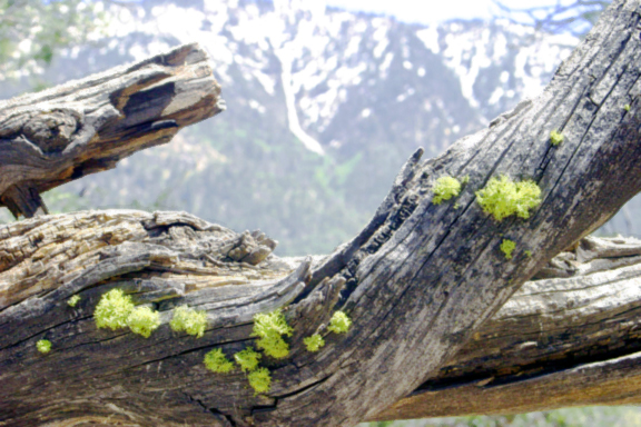 Moss on Log