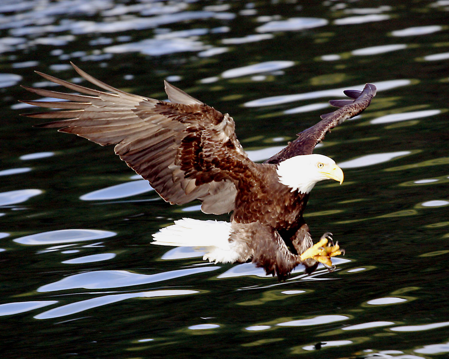 Catching fish