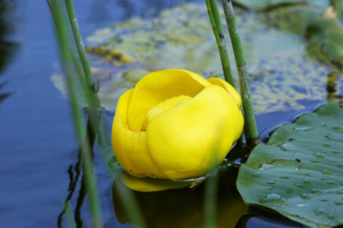 Lilly pad