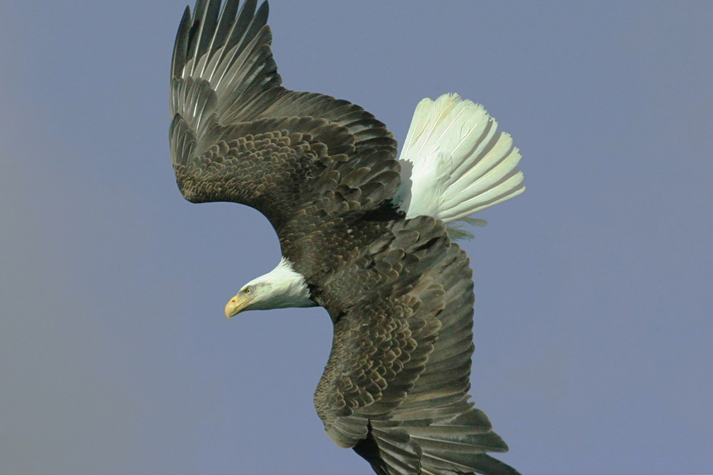 Eagle