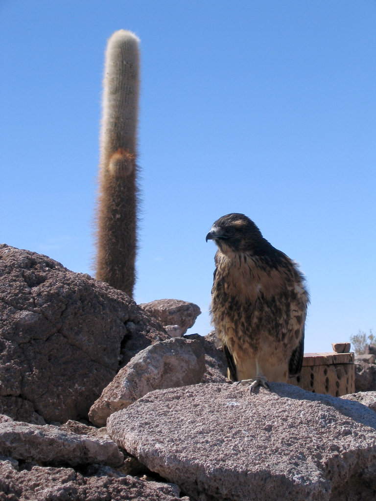 Cactus and hawk