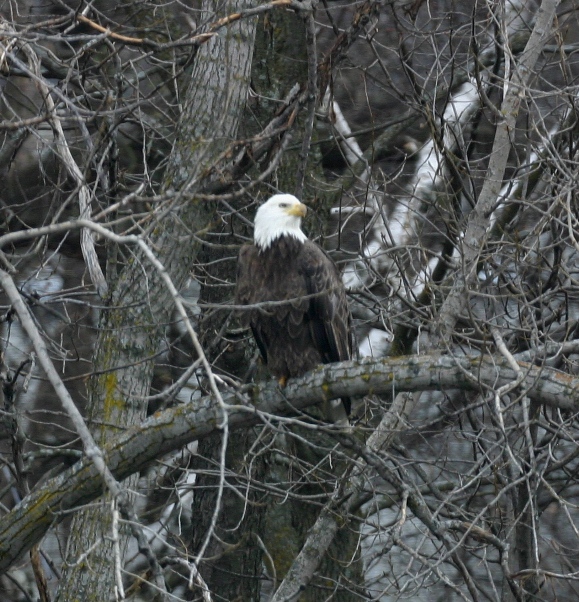 Suburban bald eagle