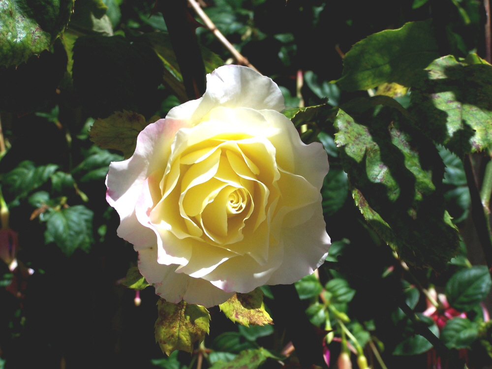 Yellow Rose