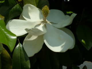 Southern Magnolia Flower