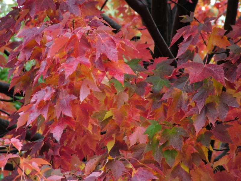 Autumn Maple _ 2005