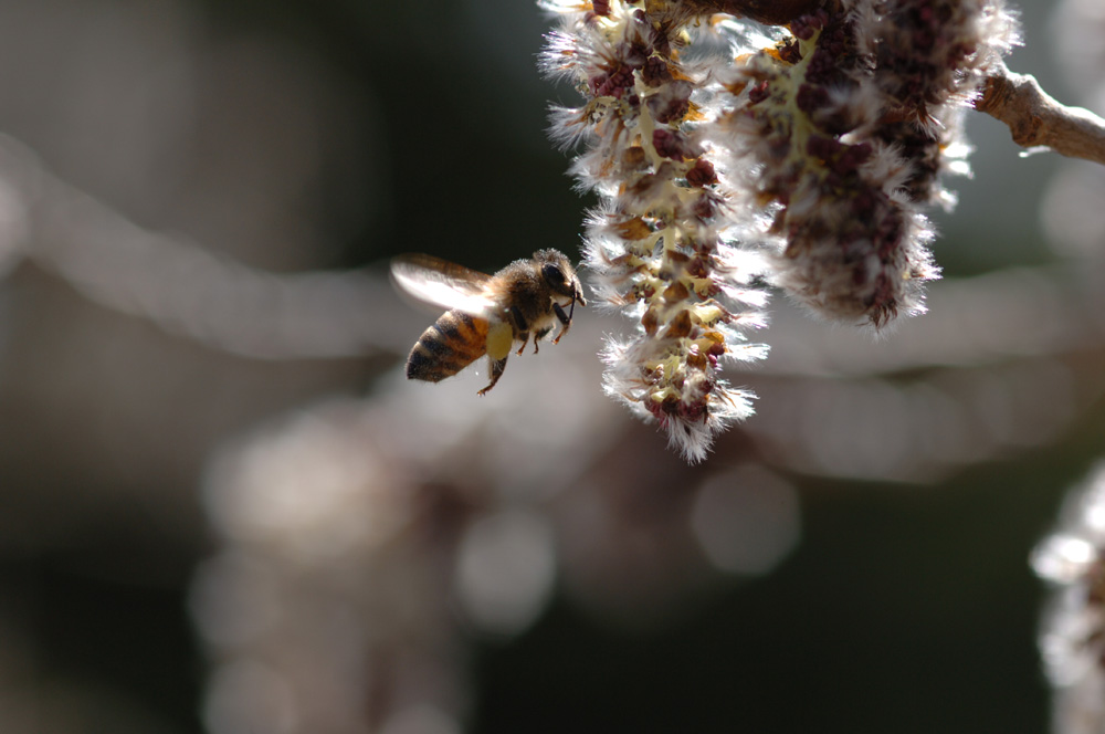 Pollen protein