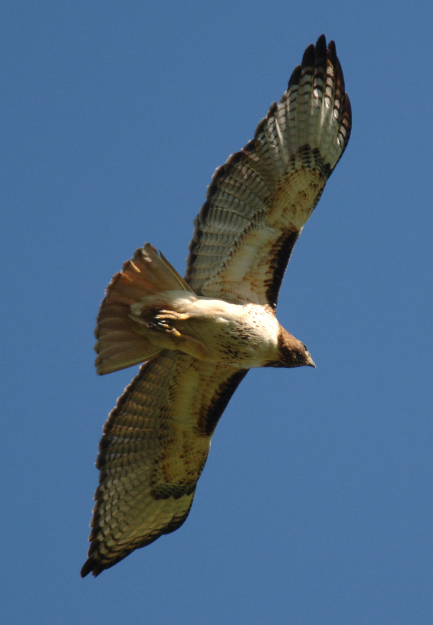Redtail hawk (again)