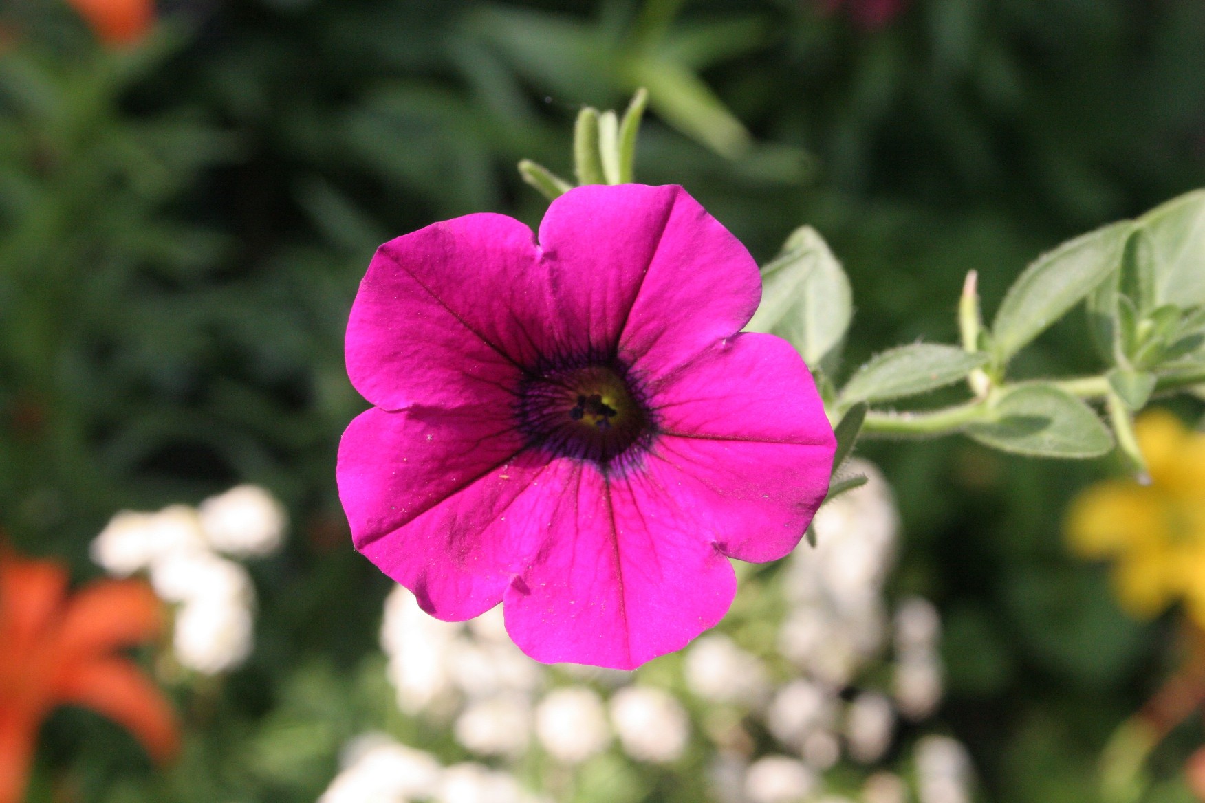 Summer Flower