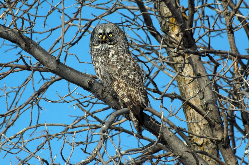 Great Grey