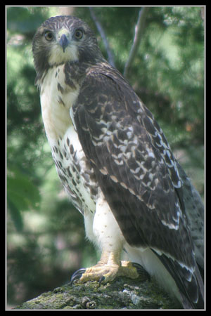 Red Tailed Hawk