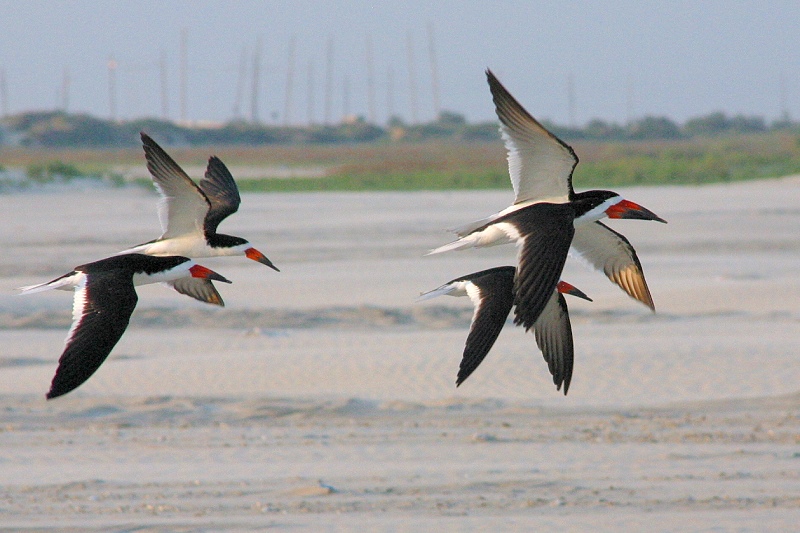 Black Skimmers