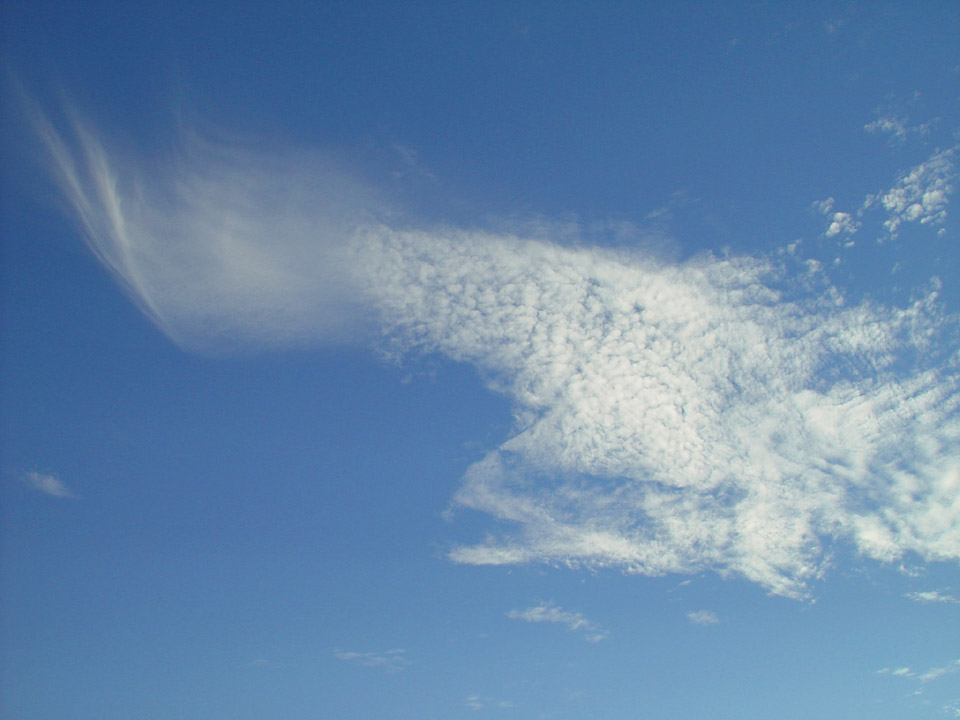 Flying Fish