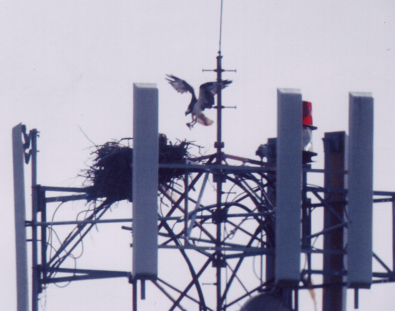 Ospry and chicks