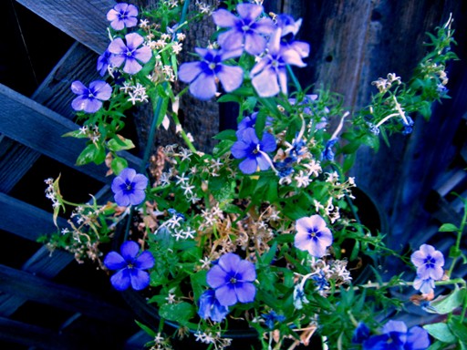 Flowers from my Backyard