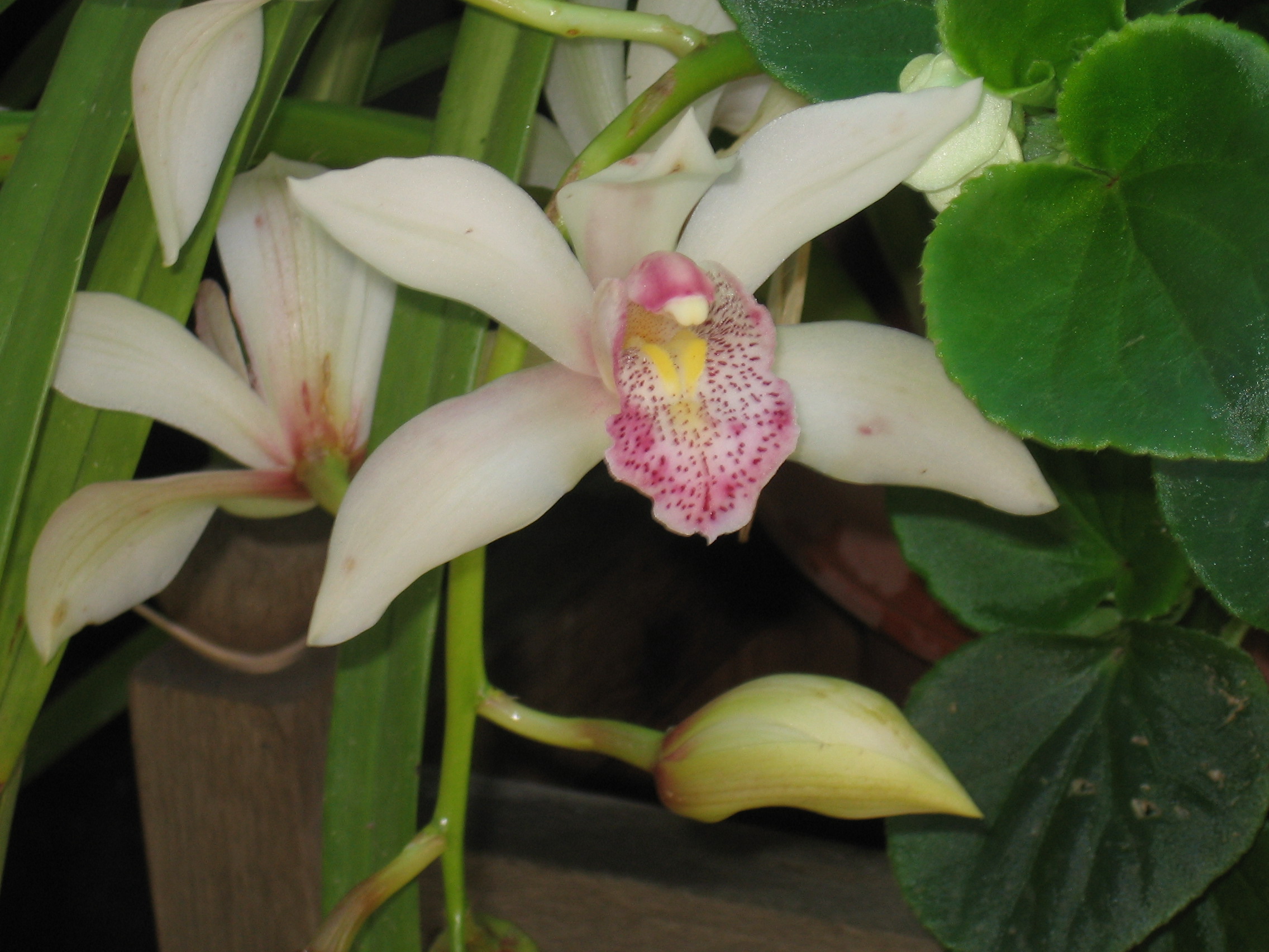 Moms Orchids