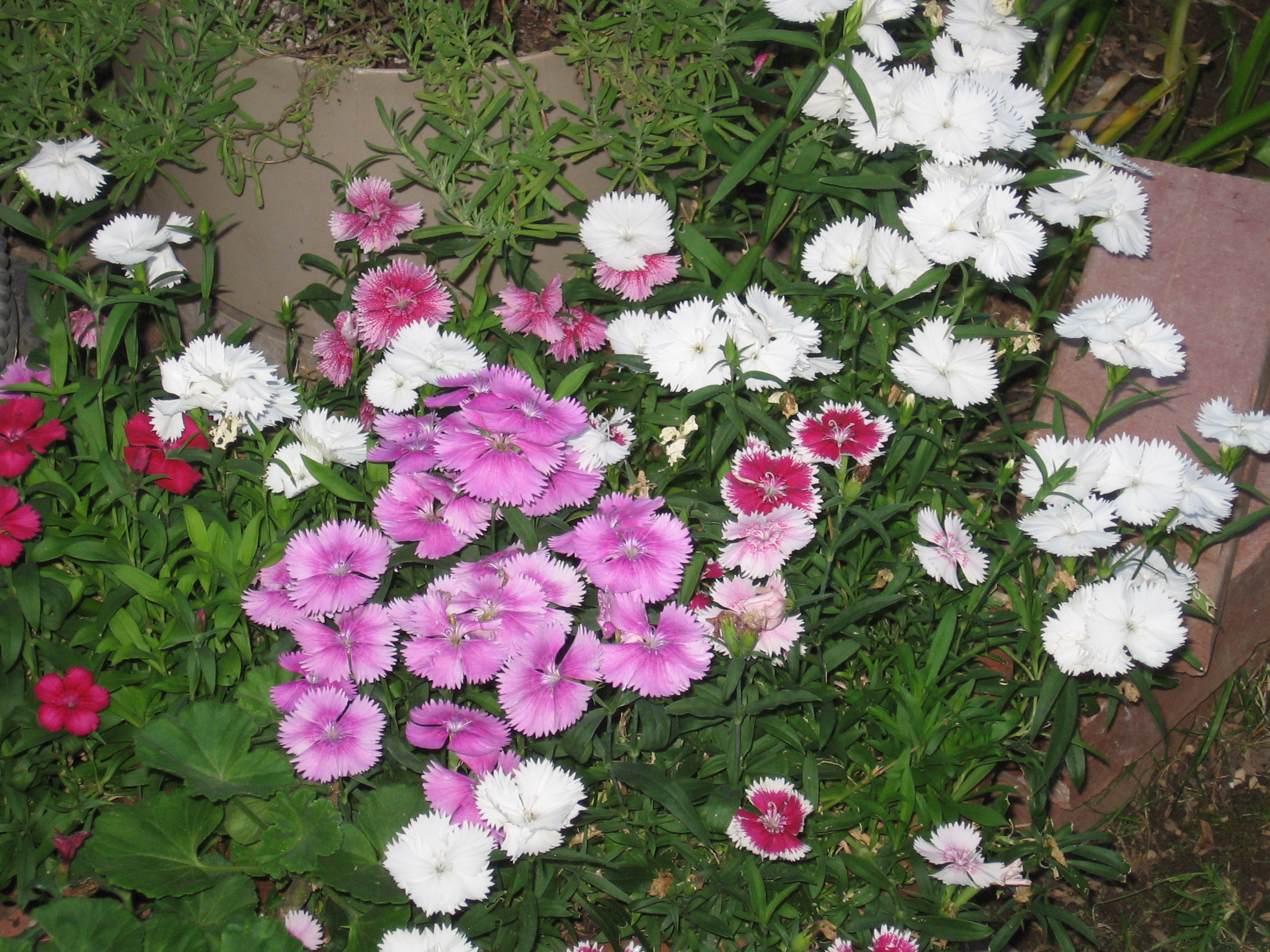 Moms Pansies