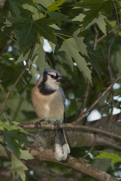 Resident Blue Jay